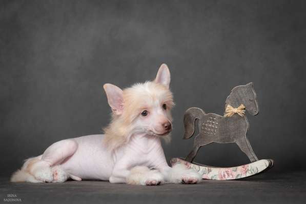 Китайская хохлатая в Москве фото 6