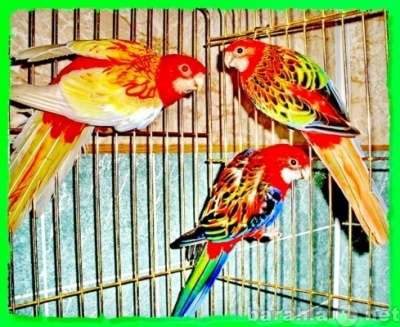 Розеллы пёстрые, красные, жёлтые, рубино в Москве