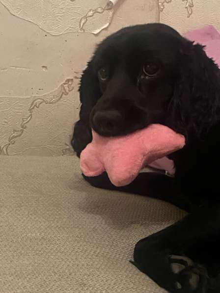 Собачка беня