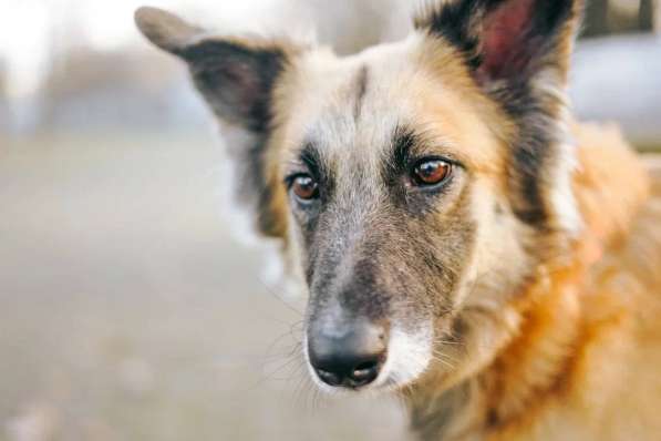 Принцесса Сента ищет дом! в Москве фото 6