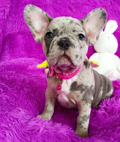 French bulldog. Blue merle girl