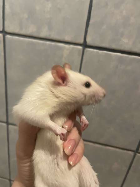 Крыса Дамбо с клеткой