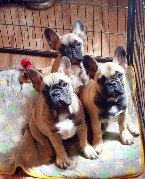 Щенки из питомника РКФ в Москве фото 8