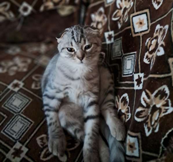 Продаются шотландские котята в Москве фото 3