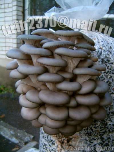 Мицелий для выращивания грибов вешенка. в Краснодаре фото 10