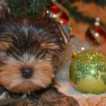 Щенки, в Москве