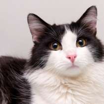 Пушистый Бастиан мечтает о любви, в Москве