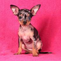 Мерле той терьер, в Москве