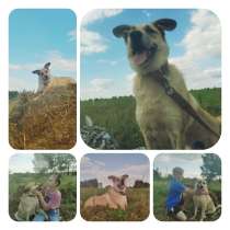 Классный Рэми ищет дом, в Красногорске