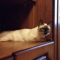 Сиамская кошка, в Санкт-Петербурге