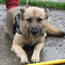 Добрая, ласковая собака Лада всю жизнь ждет своего родного Ч, в Москве