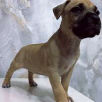 Щенок Американского Стаффордширского Терьера, в Самаре