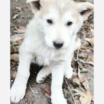 Щенки, в Сибае