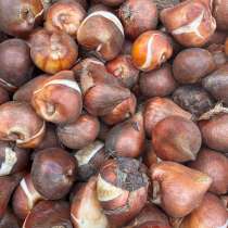 Луковицы тюльпана, в Москве