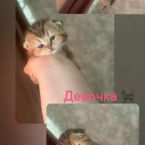 Котята шиншилы, в Михайловке