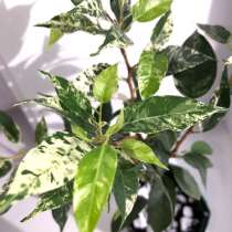 Фикус. Сахалин, в Аниве