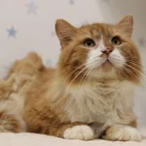 Благородный рыжий котик Леонард мечтает обрести семью!, в г.Минск