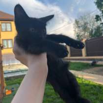 Продам котенка, в Малоярославце