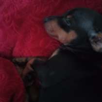 Продаються щенки карликового пинчера, в Москве