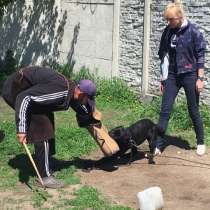 Дрессировка собак, в г.Новомосковск