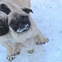 Мопс Тула, в Туле