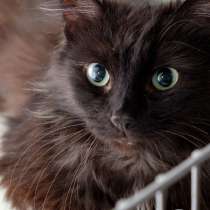 Нутелла - сладкое имя, в Москве