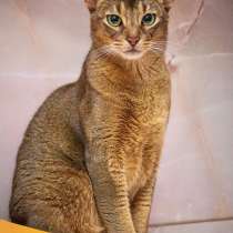 Корсик – ласковый абиссинец ищет дом, в Москве