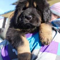 Тибетский мастиф, в Москве