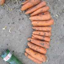 Продам буряк свеклу морковь, в г.Харьков