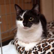 Кошечка Валери ищет заботливого человека, в Москве