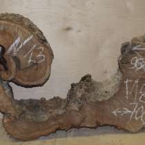 Поперечные спилы карагач, влажность 6-8%, в Москве