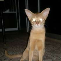 Отдадим в Добрые руки, в Москве