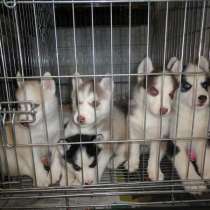 Щенки, в Москве