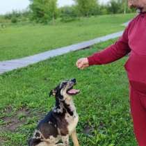 Умнейший пёс окраса мерль Генри в добрые руки, в Москве