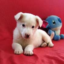 Неописуемой красоты белый щенок, в г.Санкт-Петербург
