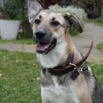 Ласковая собачка Ласка в добрые руки, в Москве