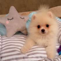 Шпиц, в Москве