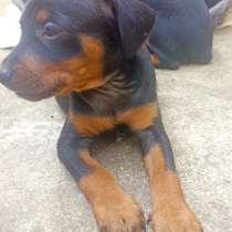 Продаются цверкпинчеры, в г.Бендеры