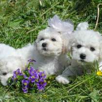 Бишон фризе Липецке, в Липецке