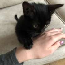 Отдаём чёрного среднешерстного котёнка в хорошие руки!, в Тюмени