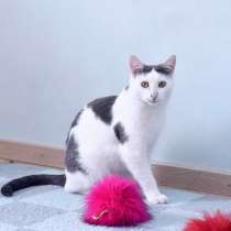 Спокойный и нежный кот Лютик в добрые руки, в Москве