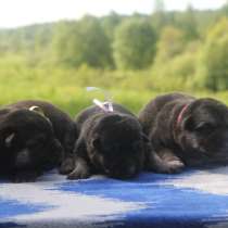 Щенки ВЕО к бронированию, в Москве