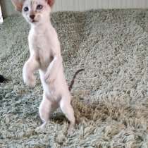 Oriental cat with blue eyes ?, в Москве