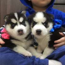 Черно-белые голубоглазые щеночки Хаски !!!!, в Иванове