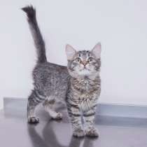 Кошечка Дарья ищет дом с добрыми хозяевами, в Москве