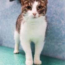 Очень ласковая кошка, в Москве