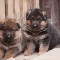 Немецкая овчарка Екатеринбург, в Екатеринбурге