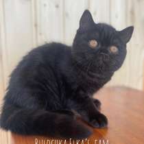 Чёрная британская кошечка, в Москве