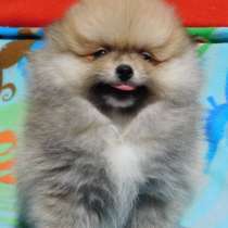 Pomeranian Spitz. Mini bear, в г.Гермерсхайм