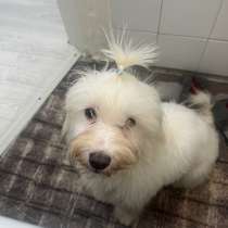 Продам щенка, в Шахтах